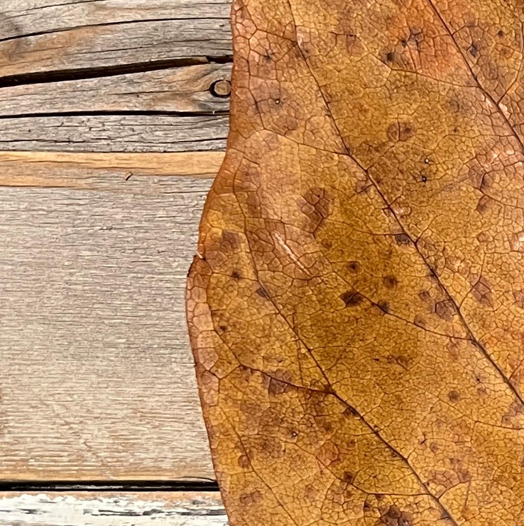 Leaves series 1931: Minimalistisches Natur-Stillleben, Blattfotografie, graue Holzmaserung (Abstrakt), Photograph, von Paul Cava