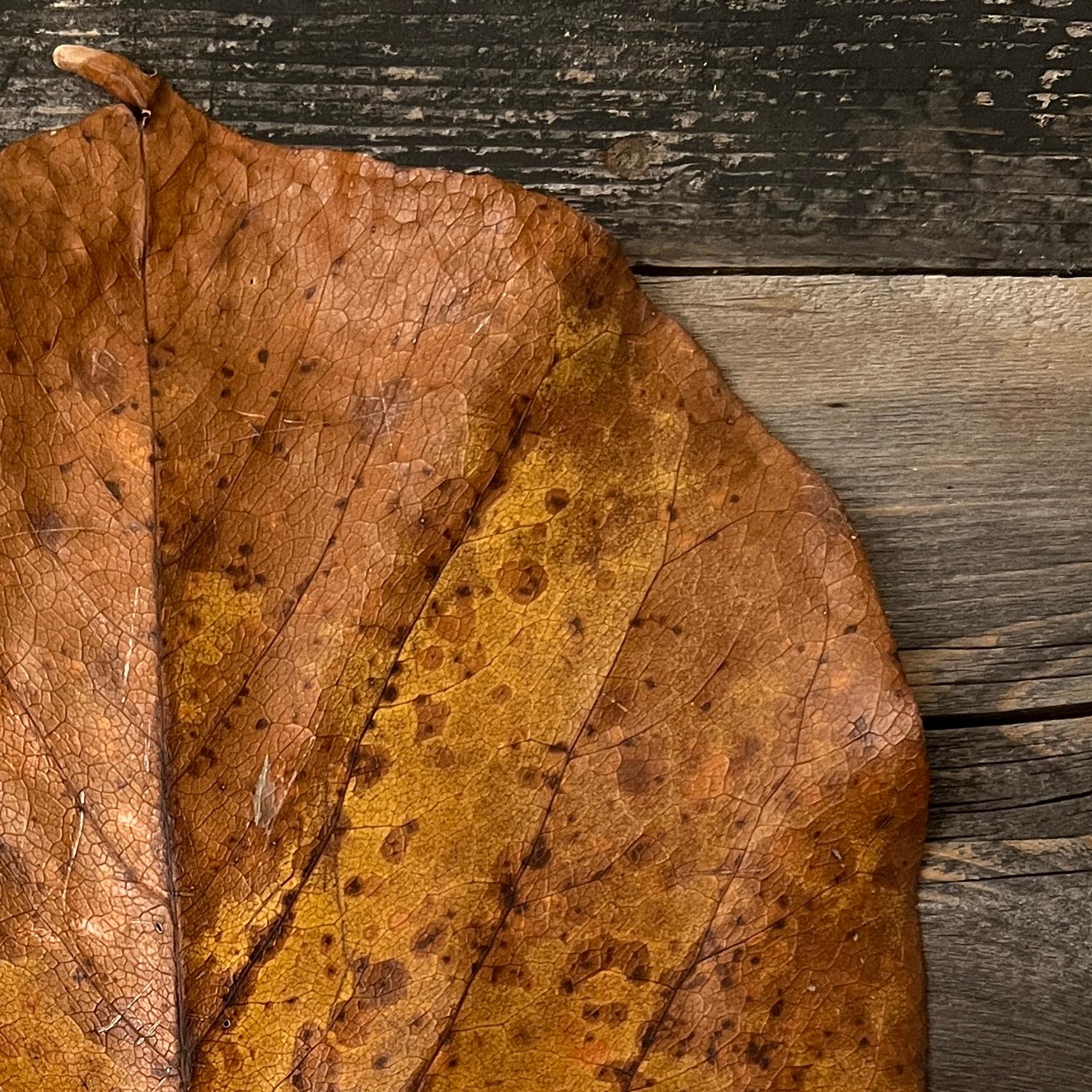 Leaves series 1931: Minimalistisches Natur-Stillleben, Blattfotografie, graue Holzmaserung (Braun), Landscape Photograph, von Paul Cava