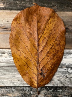 Leaves series 1931: Minimalistisches Natur-Stillleben, Blattfotografie, graue Holzmaserung