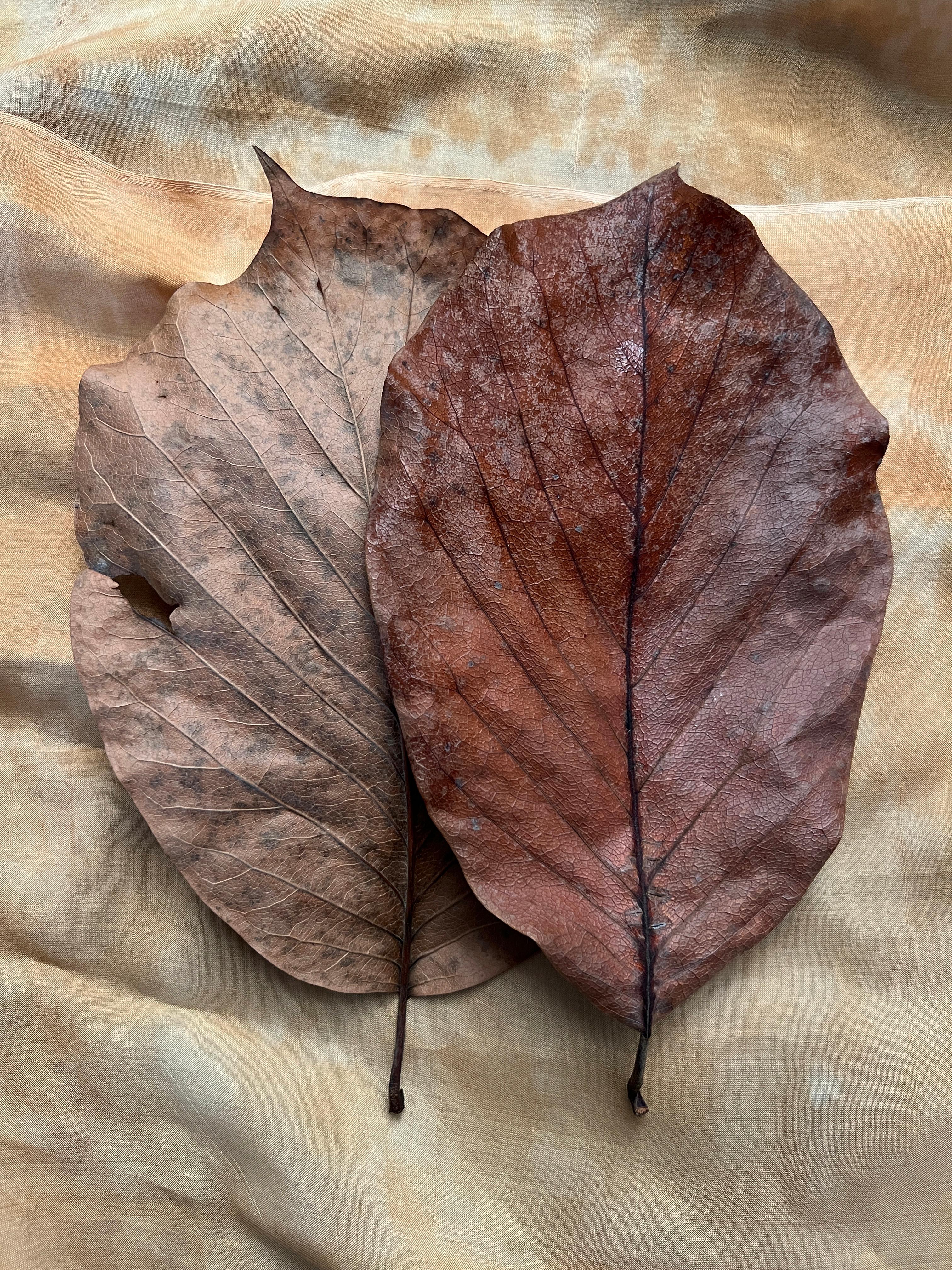 "Leaves"-Serie #1990: Minimalistische Natur-Stillleben-Blattfotografie, Erdtöne