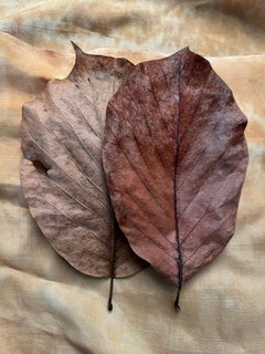 "Leaves"-Serie #1990: Minimalistische Natur-Stillleben-Blattfotografie, Erdtöne