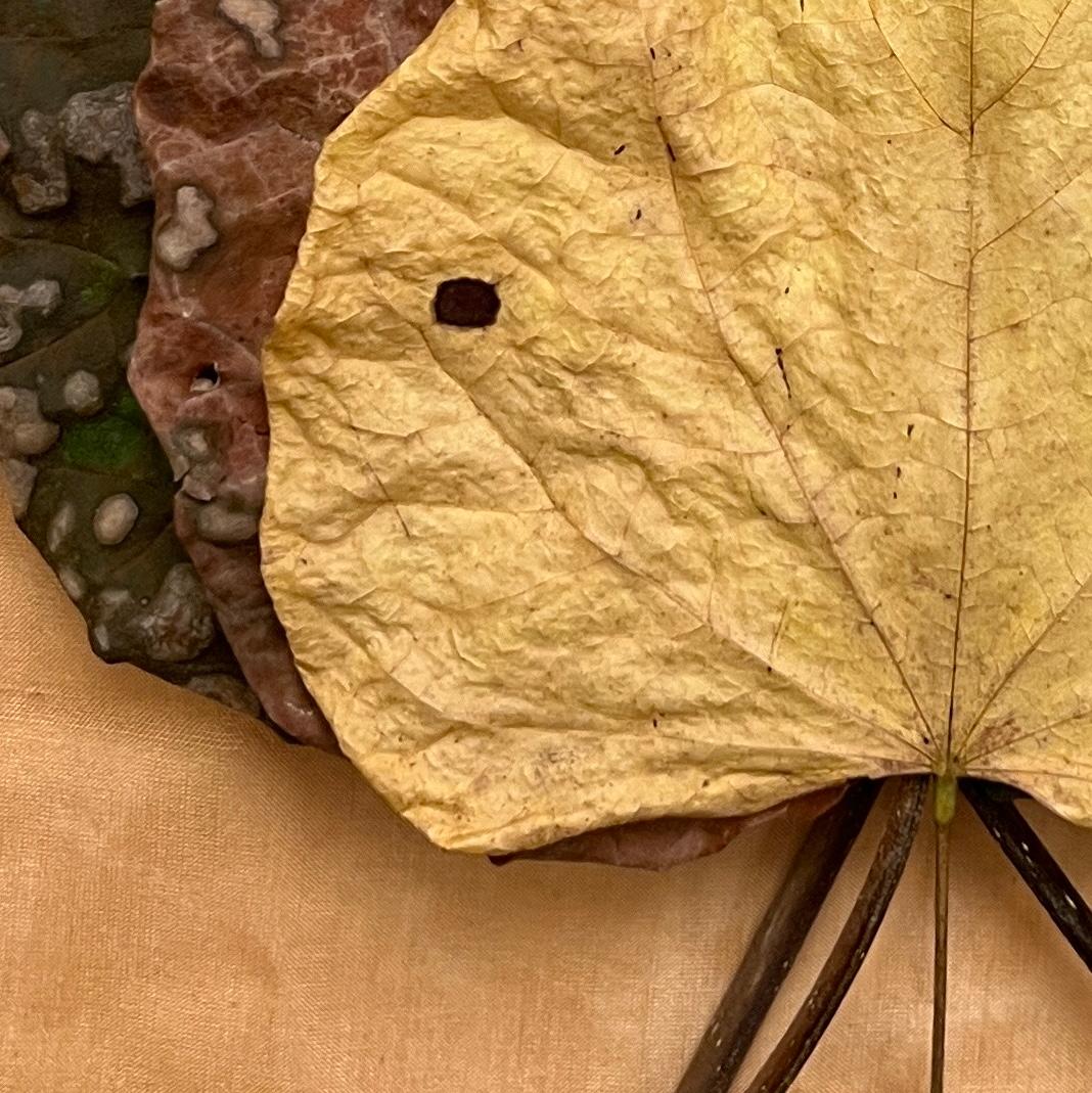 Leaves Serie #3418: minimalistische Nature Stillleben Blatt Fotografie, gelb, grün (Abstrakt), Photograph, von Paul Cava
