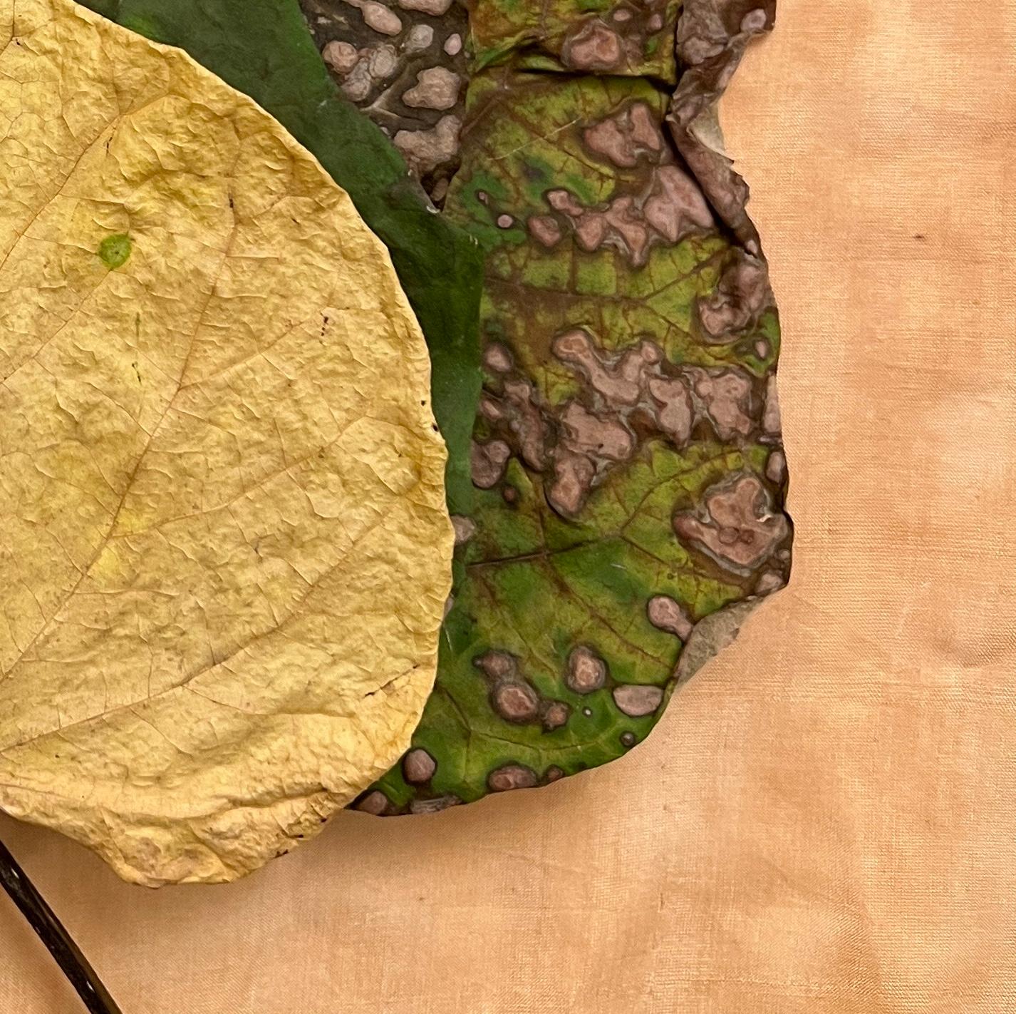 Leaves Serie #3418: minimalistische Nature Stillleben Blatt Fotografie, gelb, grün (Orange), Landscape Photograph, von Paul Cava