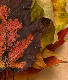 Leaves series #3485: minimalist nature still-life leaf photograph in green & red