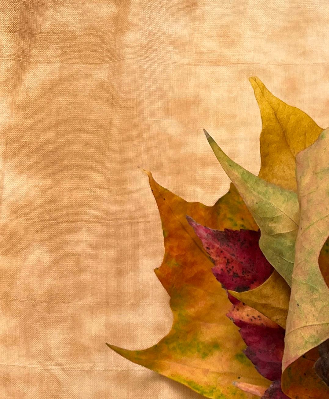 Leaves series #3485: minimalist nature still-life leaf photograph in green & red - Abstract Photograph by Paul Cava