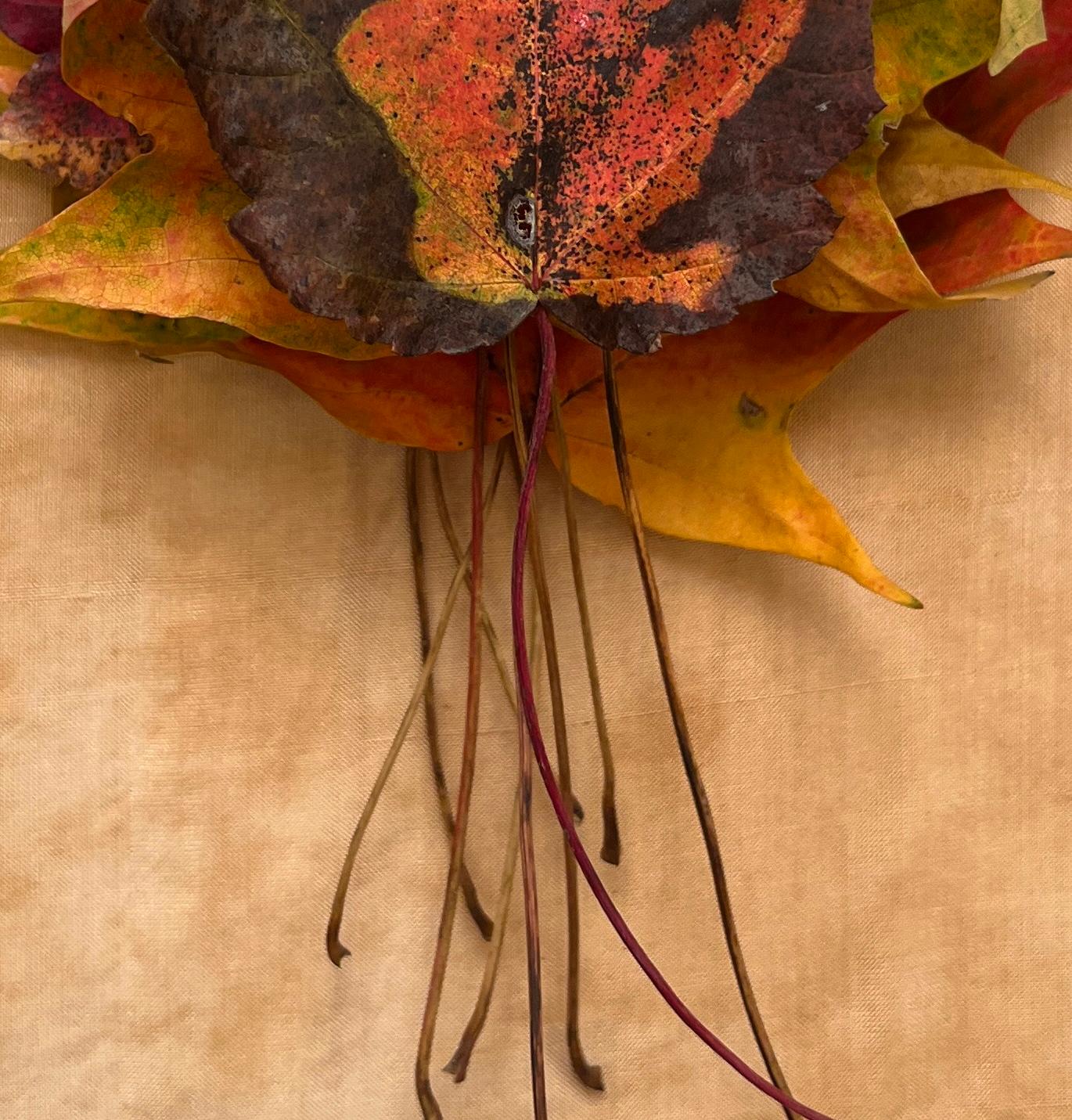 Leaves series #3485: minimalist nature still-life leaf photograph in green & red - Orange Landscape Photograph by Paul Cava