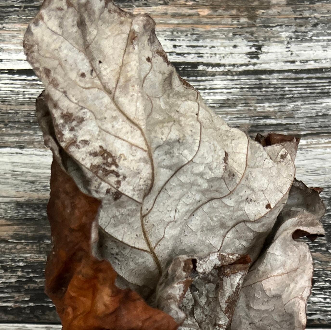Leaves series #3689: Minimalistische Nature Stillleben Blatt Fotografie, rot Holzmaserung (Abstrakt), Photograph, von Paul Cava