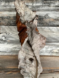 Serie Leaves #3689: fotografia minimalista di nature morte di foglie, venature di legno rosso