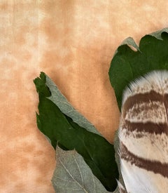 Leaves series #4520: minimal nature still-life photograph green leaf & feather