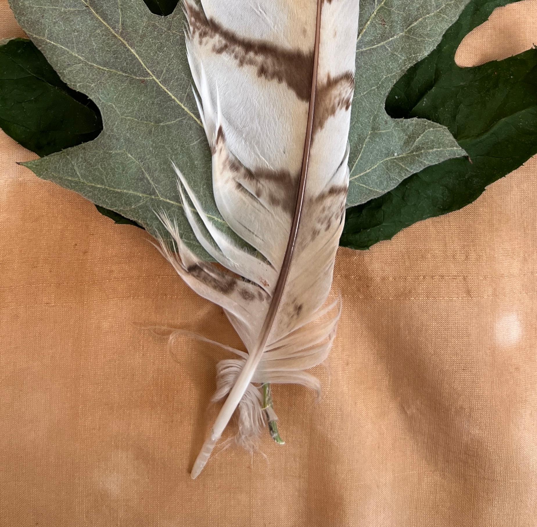 Serie de las hojas nº 4520: fotografía minimalista de naturaleza muerta hoja verde y pluma - Still-Life Photograph Marrón de Paul Cava