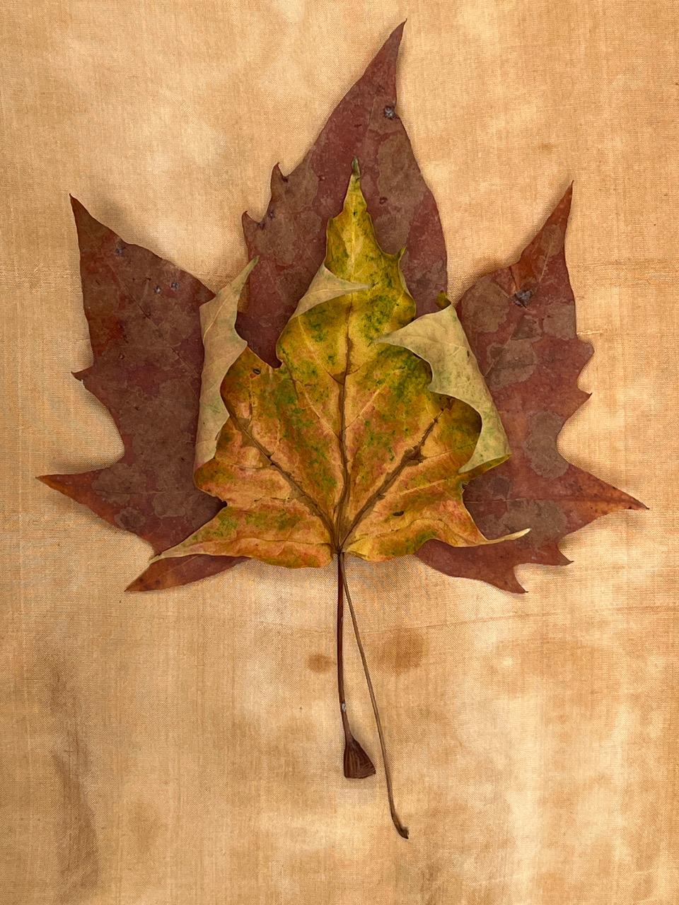 Nine Leaves: grid w/ nature still life leaf photographs in gold, red, green For Sale 6
