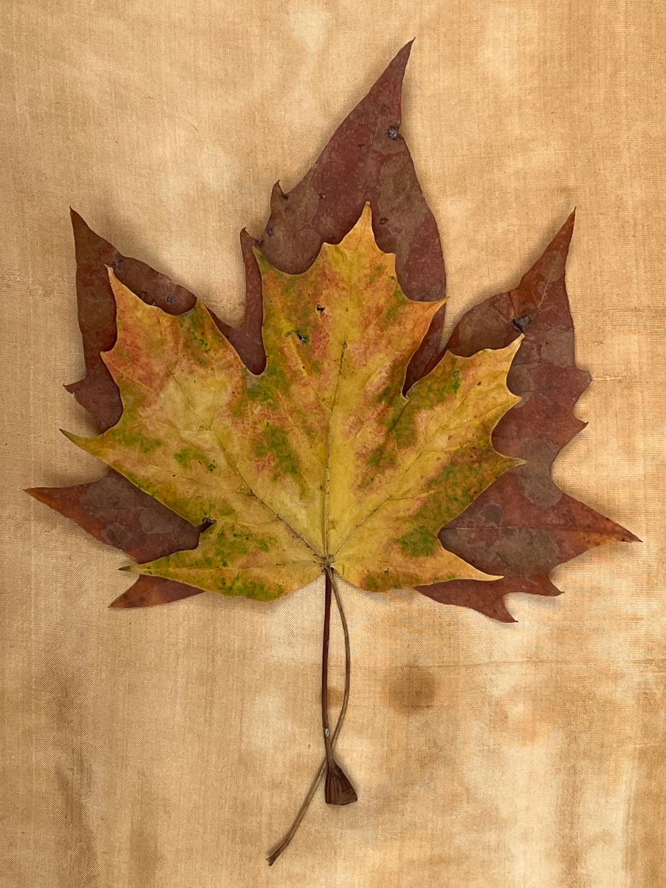 Nine Leaves: grid w/ nature still life leaf photographs in gold, red, green - Photograph by Paul Cava