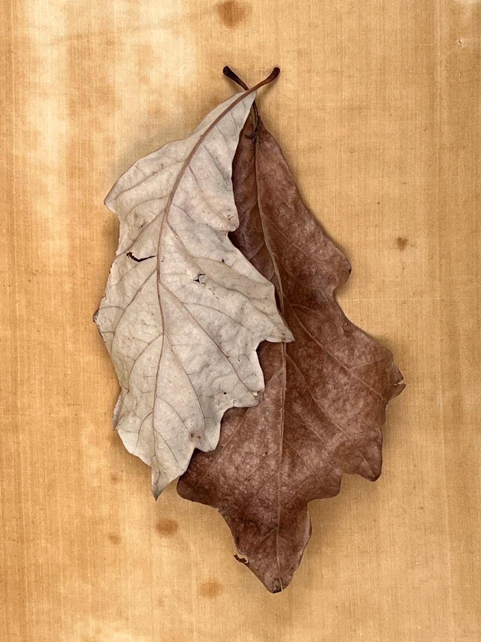 Nine Leaves: grid w/ nature still life leaf photographs in gold, red, green - Realist Photograph by Paul Cava