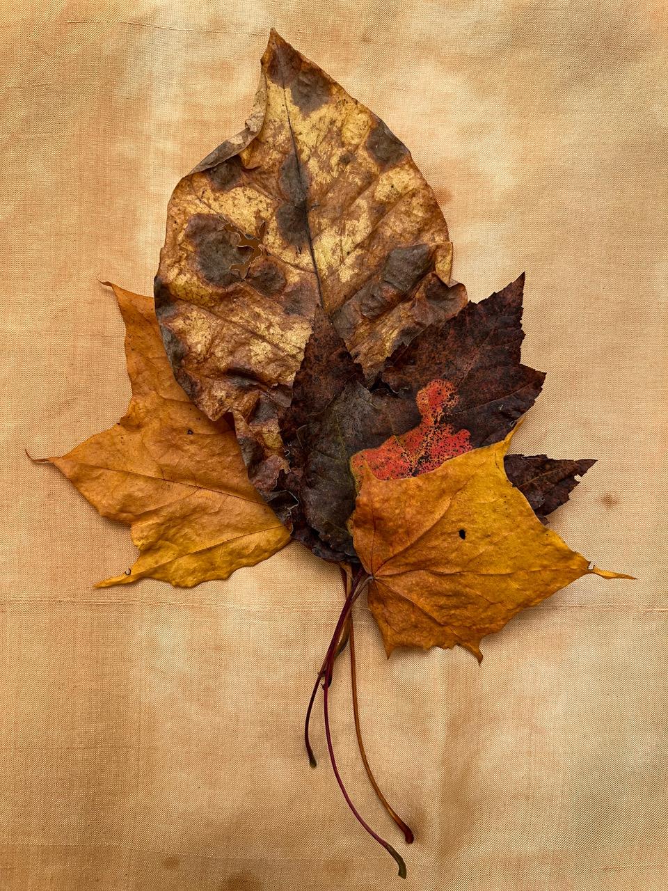 Es handelt sich um eine großformatige Pigmentfotografie des Künstlers Paul Cava, die eine Serie von neun rasterförmig angeordneten Stillleben von Herbstblättern zeigt. Es ist auf Hahnemuhle Photo Rag Professional Papier gedruckt. Die Bildgröße