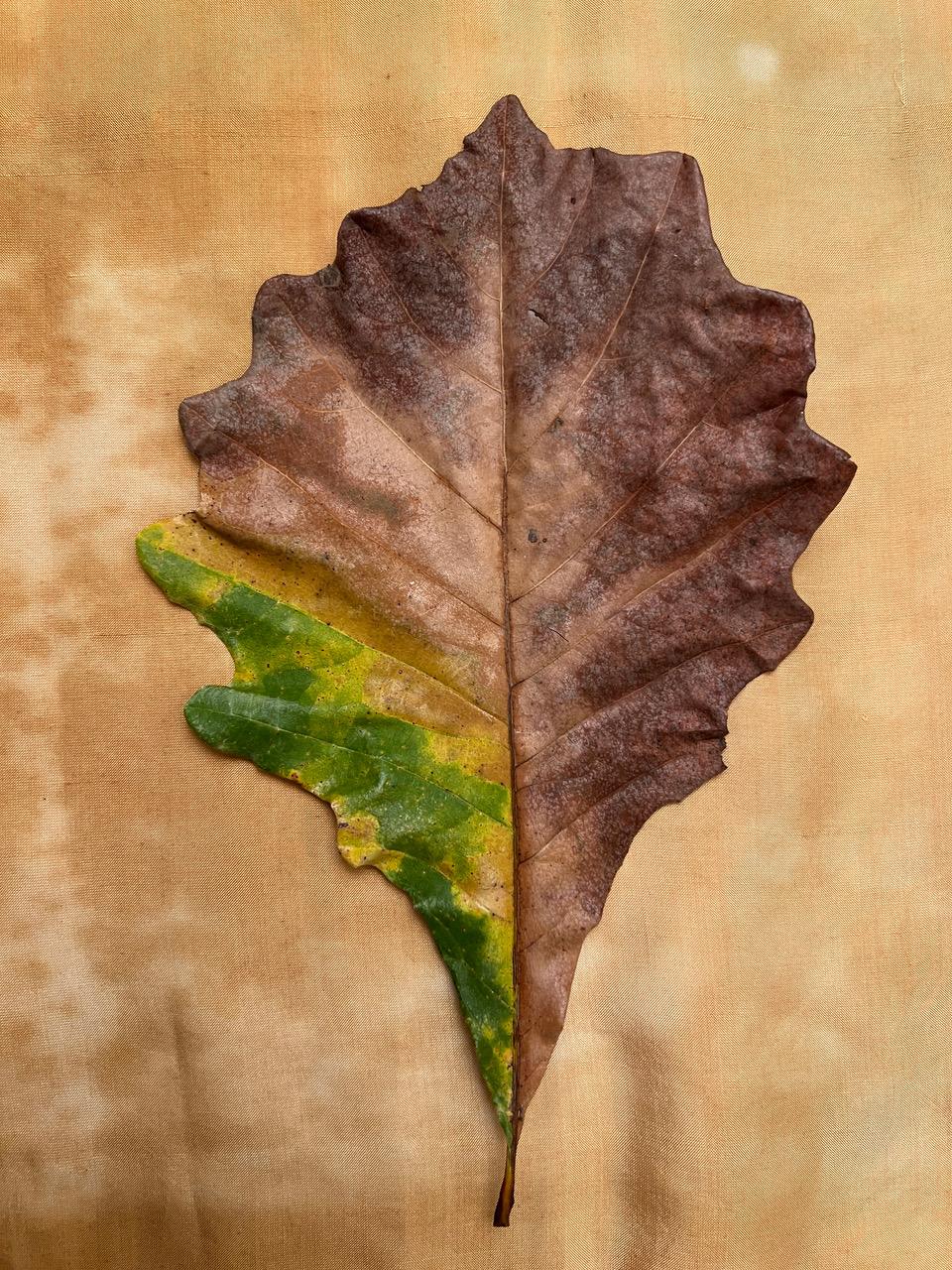Nine Leaves: grid w/ nature still life leaf photographs in gold, red, green For Sale 1