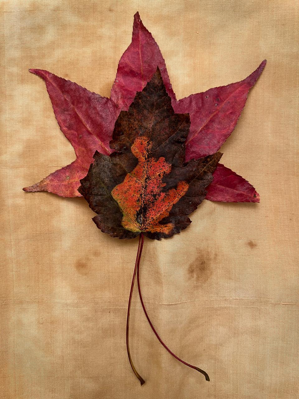 Nine Leaves: grid w/ nature still life leaf photographs in gold, red, green For Sale 2
