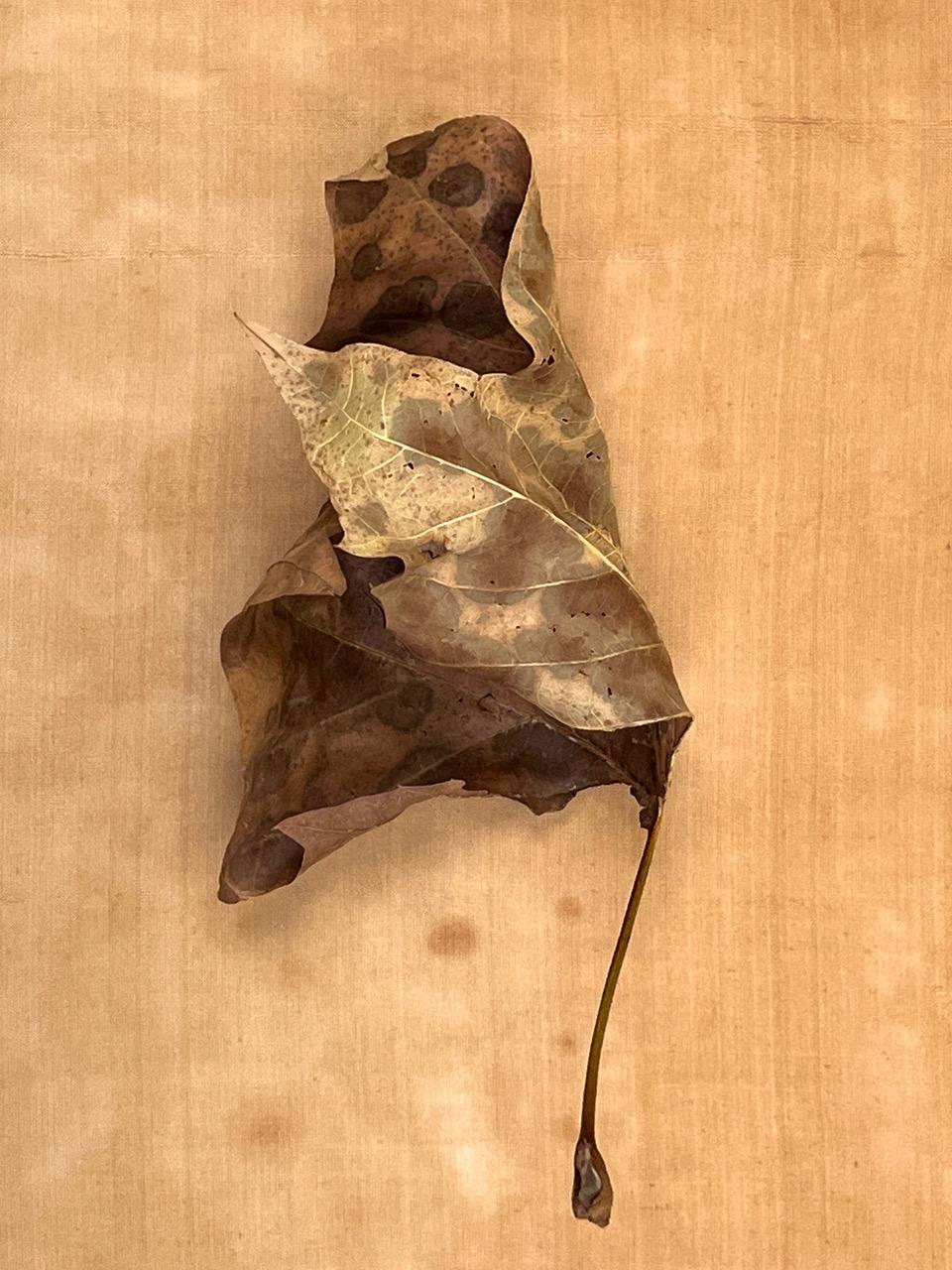 Questa è una grande fotografia a pigmenti d'archivio dell'artista Paul Cava che raffigura una serie di nove nature morte di foglie autunnali disposte a griglia. È stampato su carta professionale Hahnemuhle Photo Rag. Le dimensioni dell'immagine sono