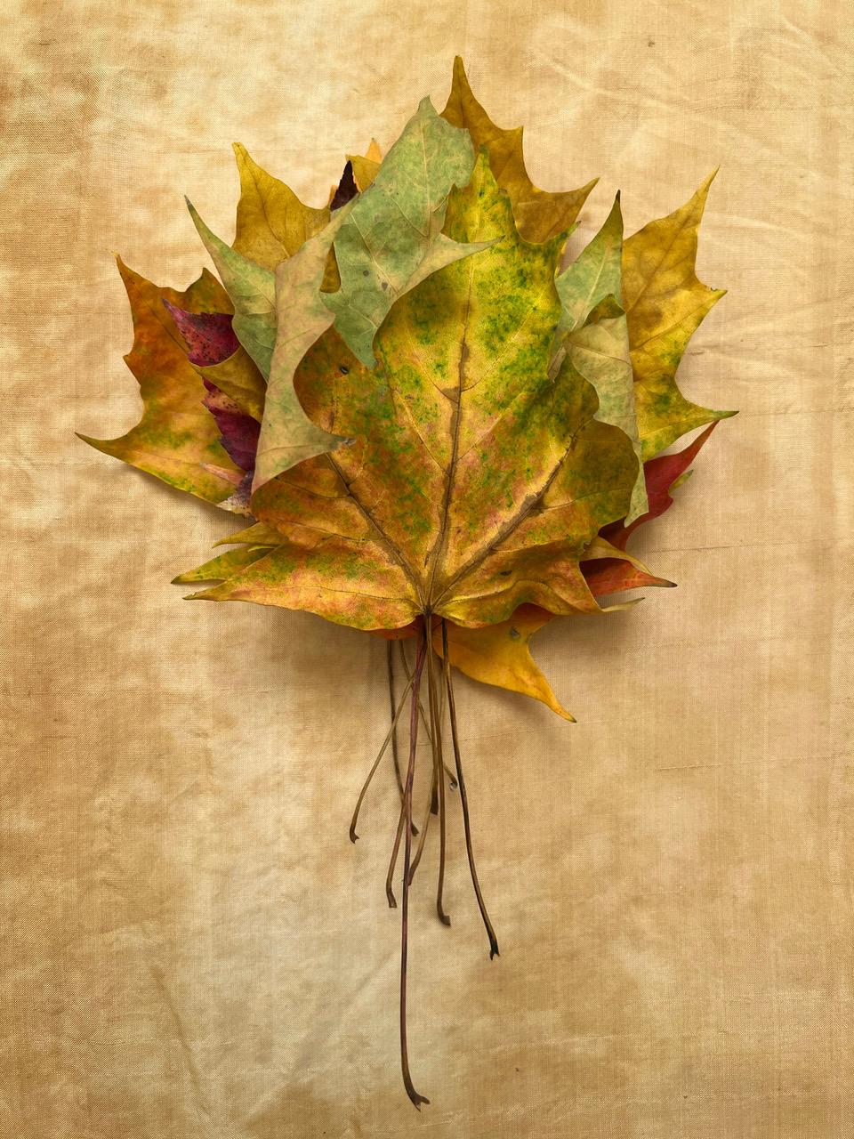 Nine Leaves: grid w/ nature still life leaf photographs in gold, red, green For Sale 4