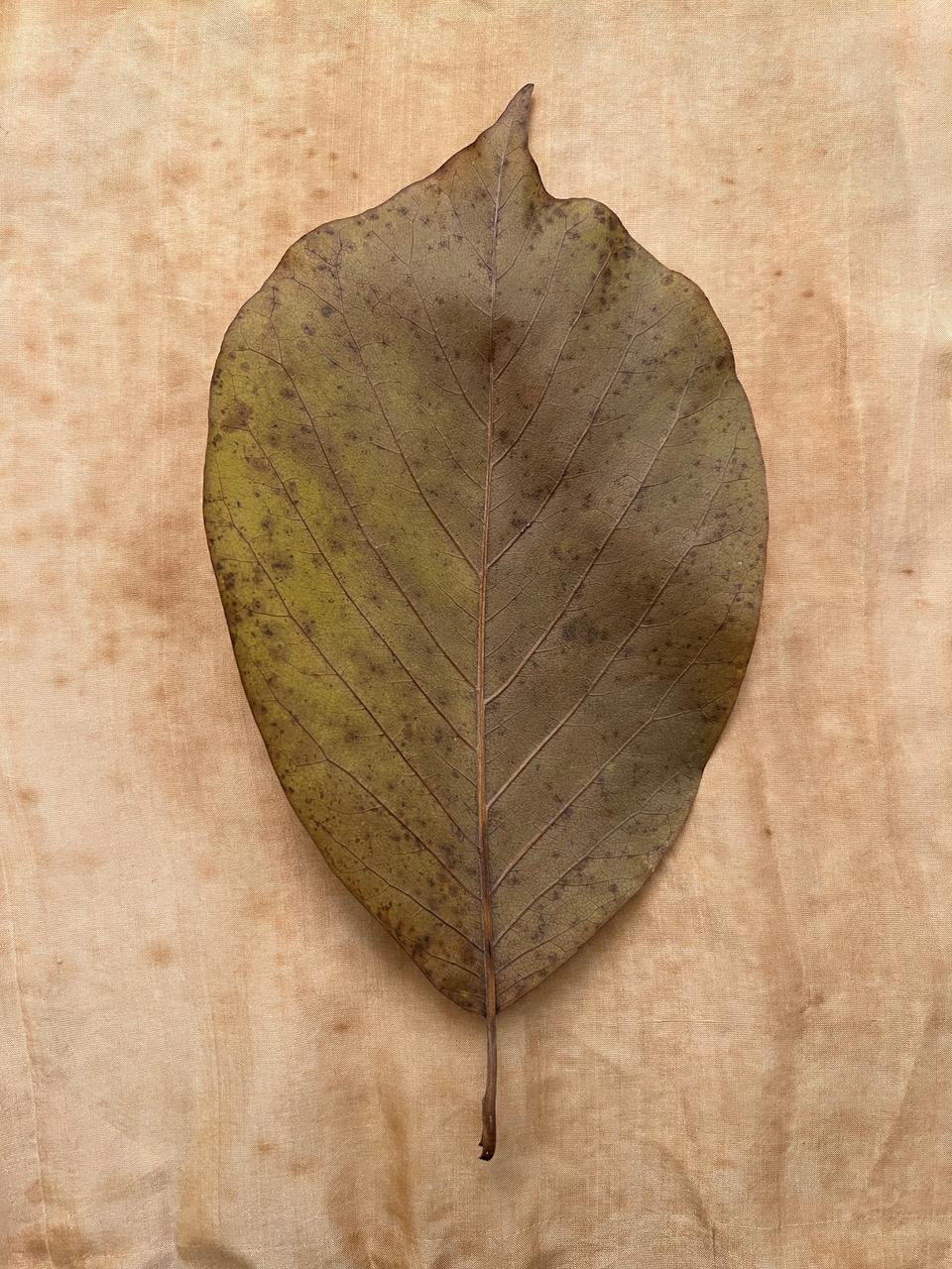 Nine Leaves: grid w/ nature still life leaf photographs in gold, red, green For Sale 5