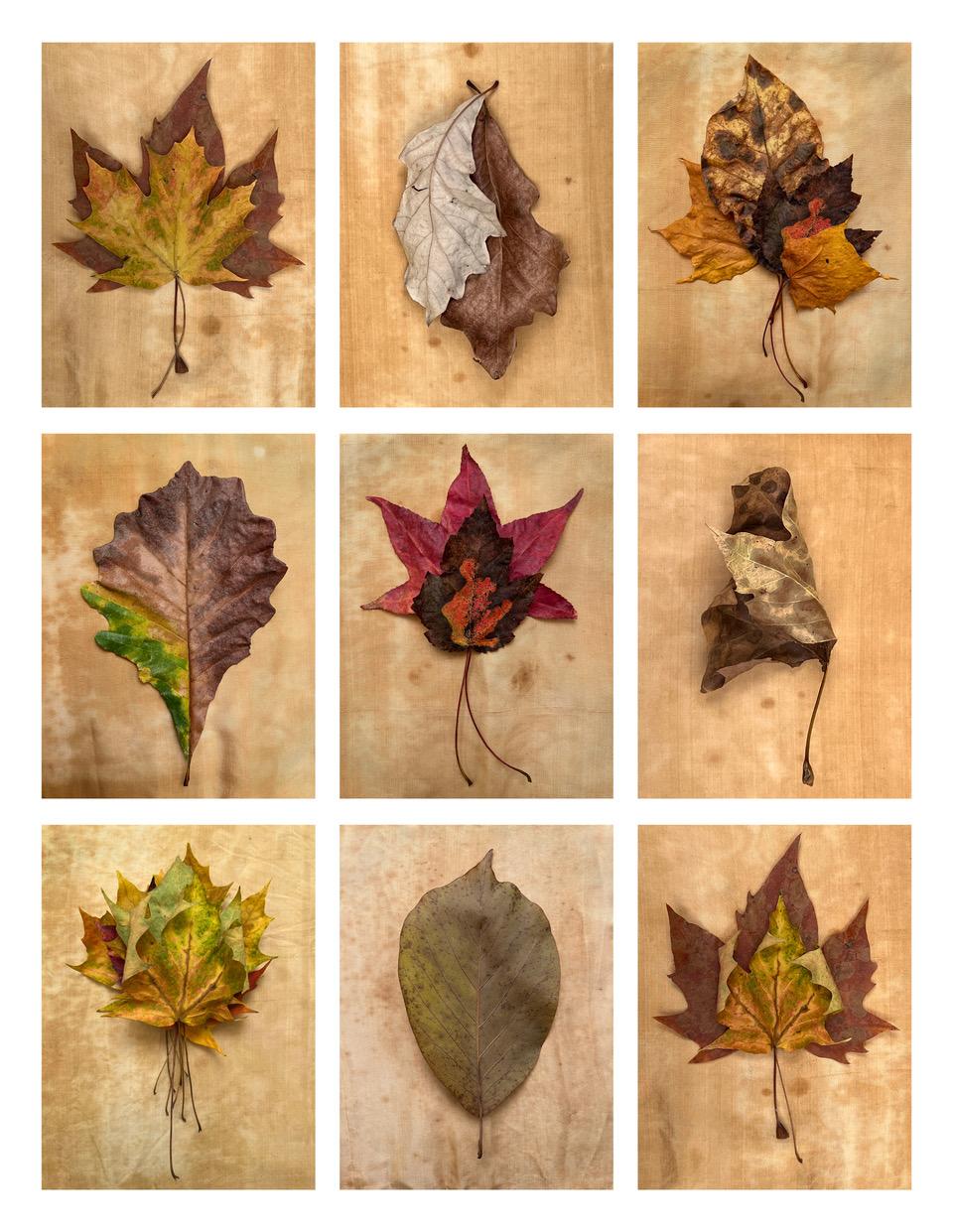 Nine Leaves : grille avec des photographies de feuilles de natures mortes en or, rouge et vert.