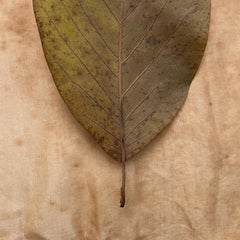 Untitled #1940 from "Leaves" series: nature still-life leaf photograph w/ green