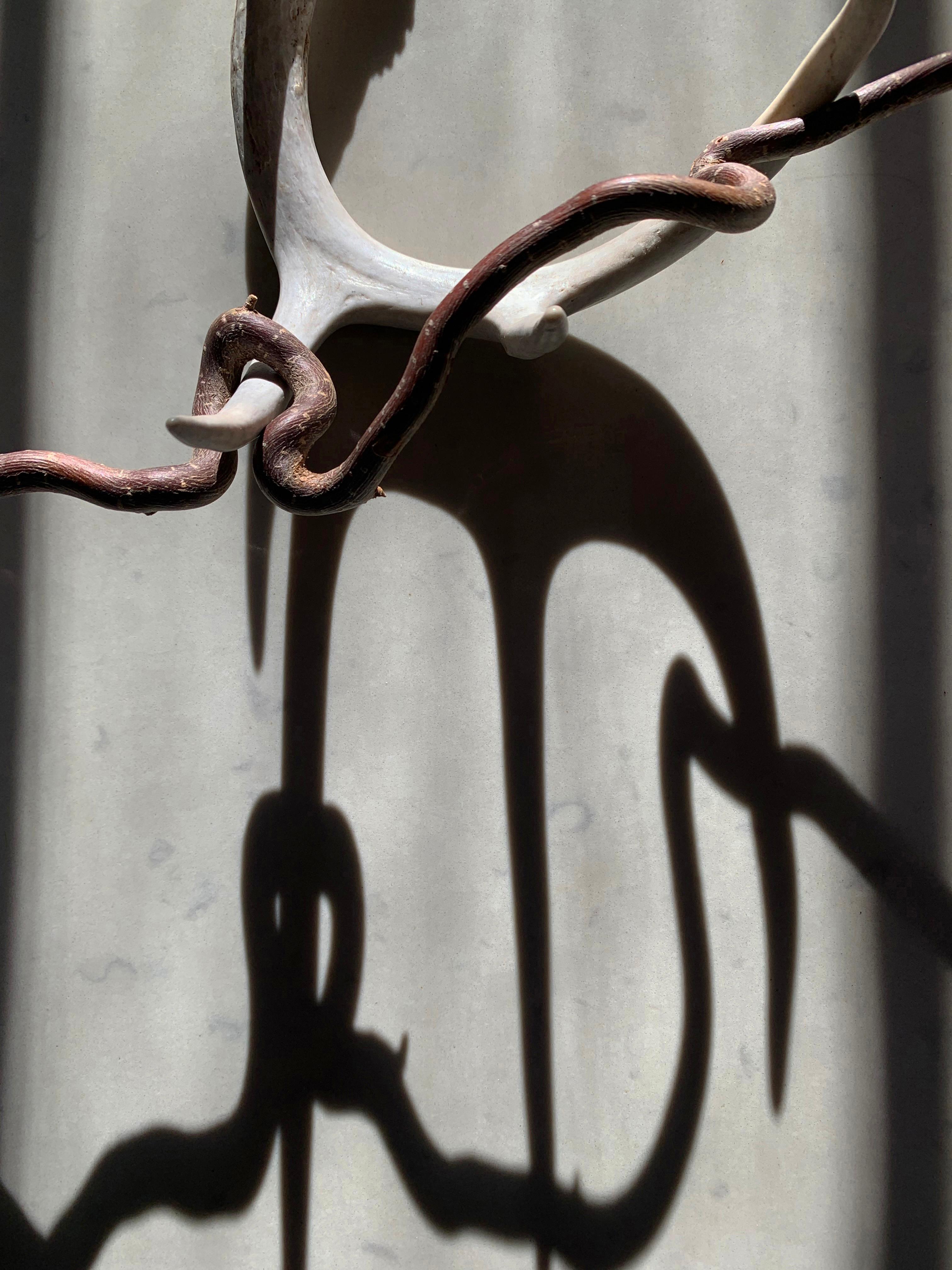 Untitled (2155): still life photograph w/ antler, bone & abstract shadows, large - Photograph by Paul Cava