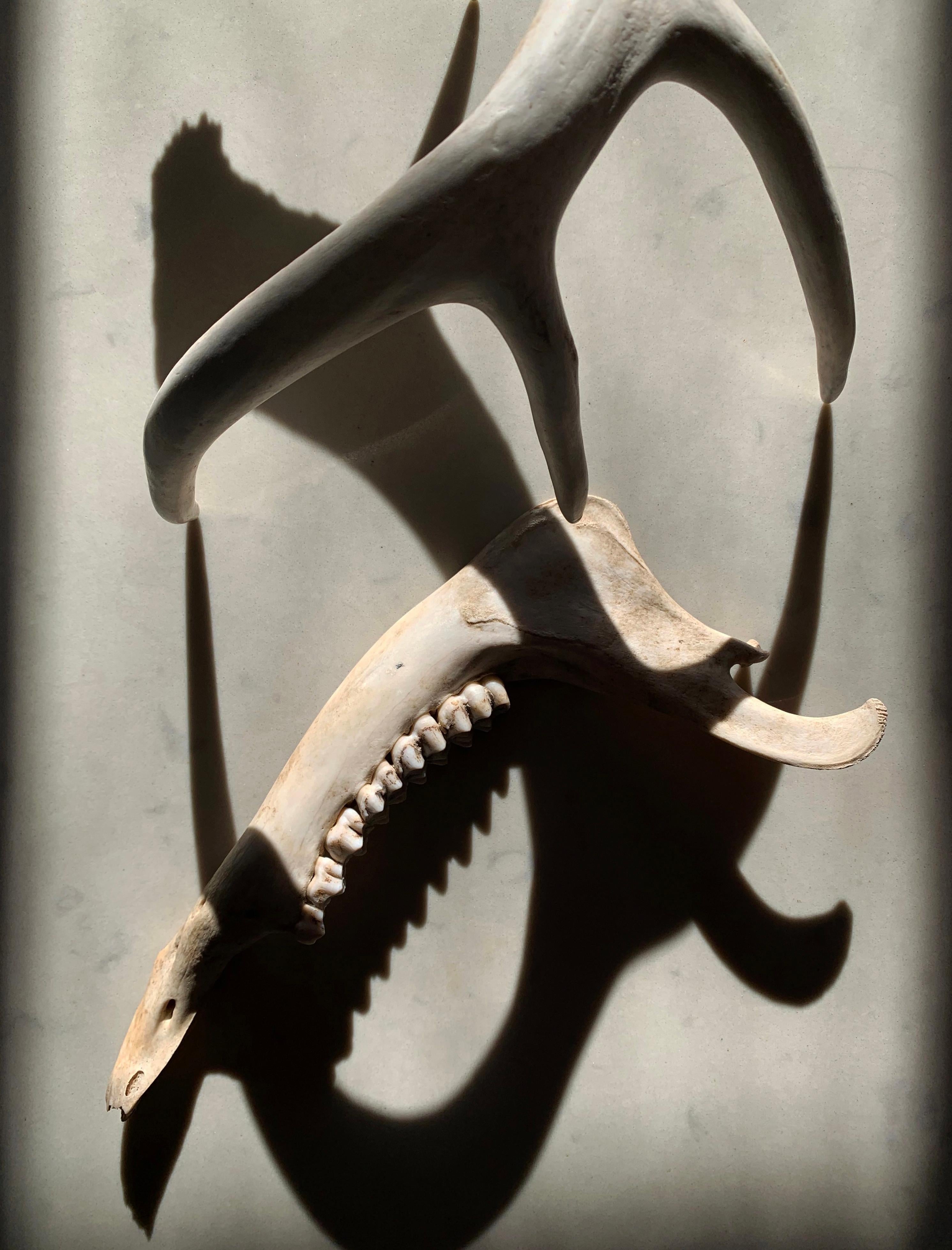 Paul Cava Still-Life Photograph - Untitled (2155): still life photograph w/ antler, bone & abstract shadow pattern