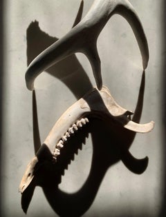 Untitled (2155): still life photograph w/ antler, bone & abstract shadow pattern