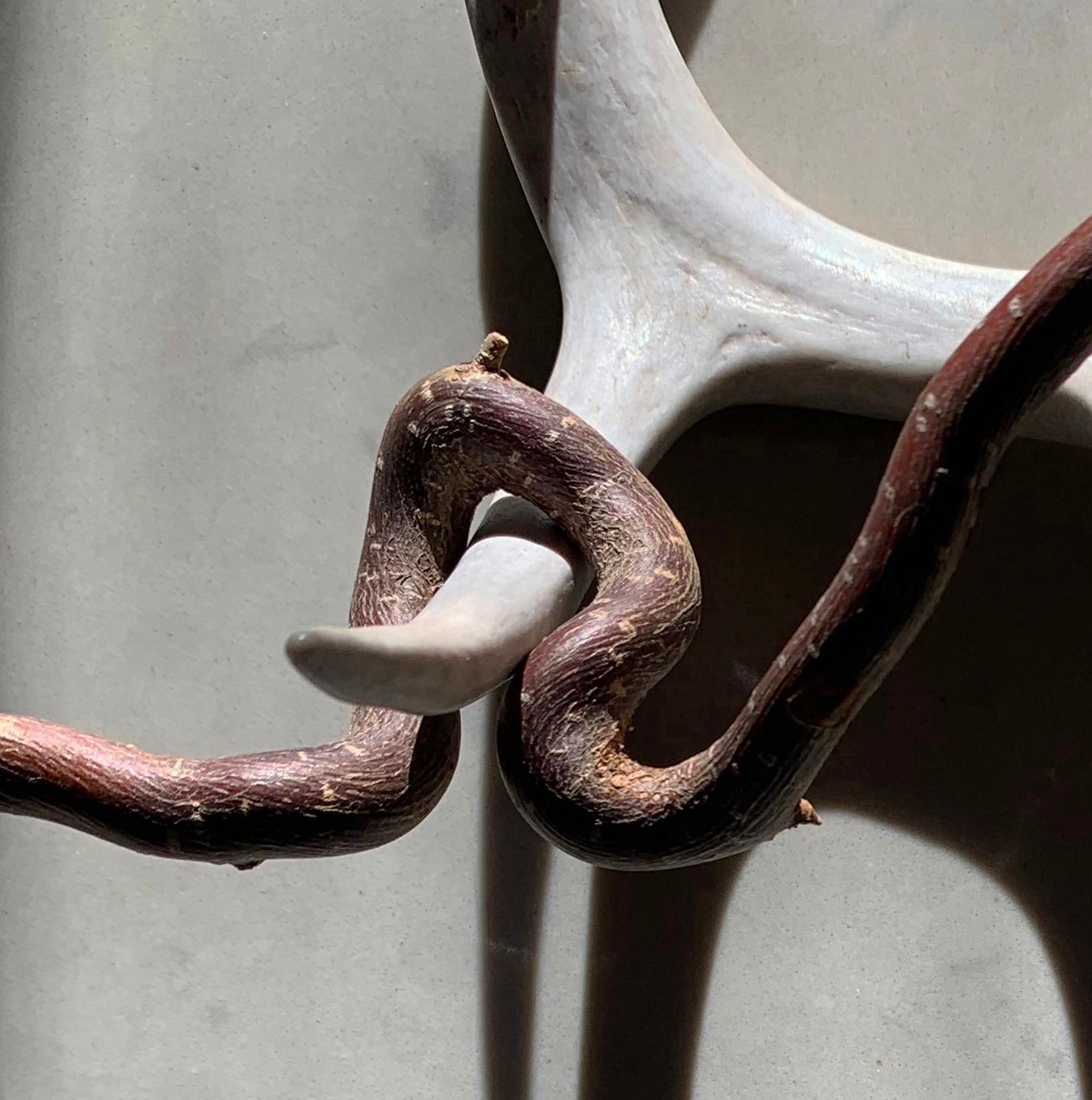 Untitled (2159): still life photograph w/ antler & abstract shadow patterns, lg - Photograph by Paul Cava
