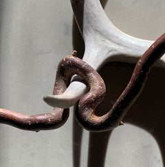 Untitled (2159): still life photograph with antler and abstract shadow patterns
