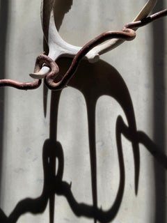 Sans titre (2159) : nature morte photographiée avec des bois de cervidés et des ombres abstraites.