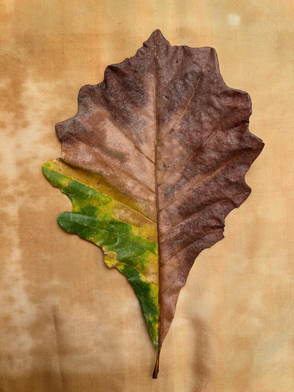 Paul Cava Still-Life Photograph - Untitled #3414 from "Leaves" series: nature still-life leaf photograph w/ green