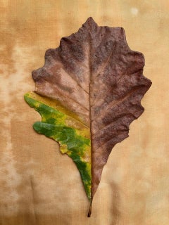Sans titre #3414 de la série "Leaves" : nature morte photographie de feuille avec vert