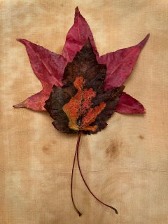 Sans titre #3440 de la série "Leaves" : nature morte photographie de feuille avec rouge