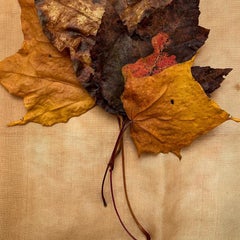 Untitled #3455 from "Leaves" series: nature still-life leaf photograph w/ orange