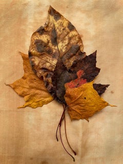 Sans titre #3455 de la série "Leaves" : nature morte photographie de feuille avec orange