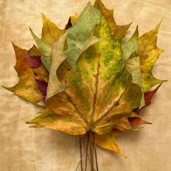 Untitled #3484 from "Leaves" series: nature still-life leaf photograph w/ green