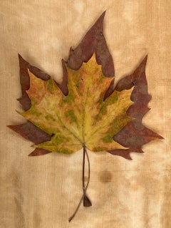 Vintage Untitled #3618 from "Leaves" series: nature still-life leaf photograph w/ orange