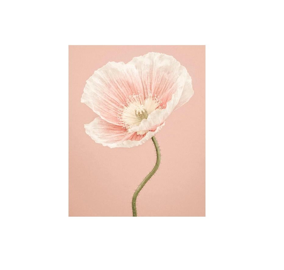 3 Paul Coghlin: Pink Ranunculus II; Tall Pink Dahlia I, Icelandic Poppy II 1