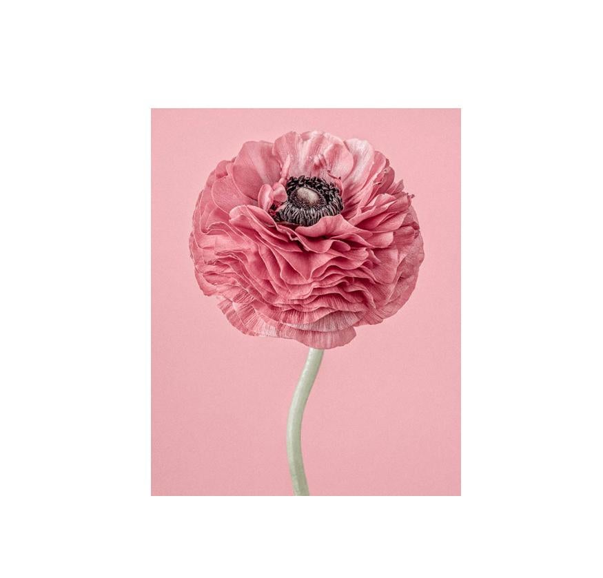 3 Paul Coghlin: Pink Ranunculus II; Tall Pink Dahlia I, Icelandic Poppy II 2