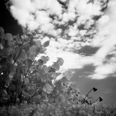 Edizione 1/10 - Flora astratta, L'Avana, Cuba, fotografia alla gelatina d'argento