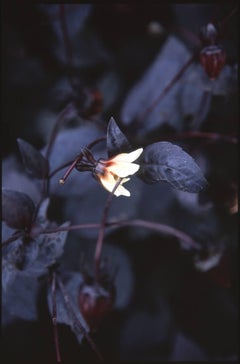 Edition 1/10 - Aquilegan Photograph, 2010