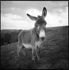Edition 1/10 - Barnaby Photograph, 2011
