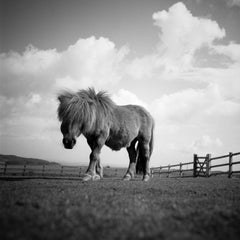 Edition 1/10 - Billy, Miniature Pony, North Devon, Silver Gelatin Photograph