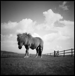 Edition 1/10 - Billy Photograph, 2011