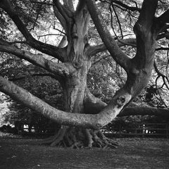 Edition 1/10 - Brandon Country Park Photograph, 2013
