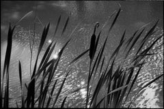 Edition 1/10 - Bulrush Lake, Cambridge, Silver Gelatin Photograph