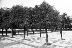 Edición 1/10 - Patio de Árboles, Sevilla, España, Fotografía Gelatina de Plata