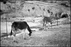 Edizione 1/10 - Asini, Il Marinid, Fes, Marocco, fotografia alla gelatina d'argento