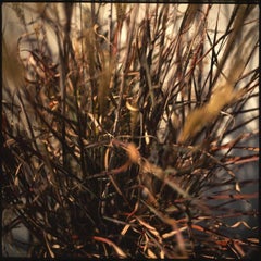 Edition 1/10 - Dronning Ingrid, Miscanthus Sinensis Photograph, 2015